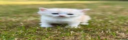 Mixed Breed cats for sale: Beautiful Long-Haired Kittens  - Advert 8