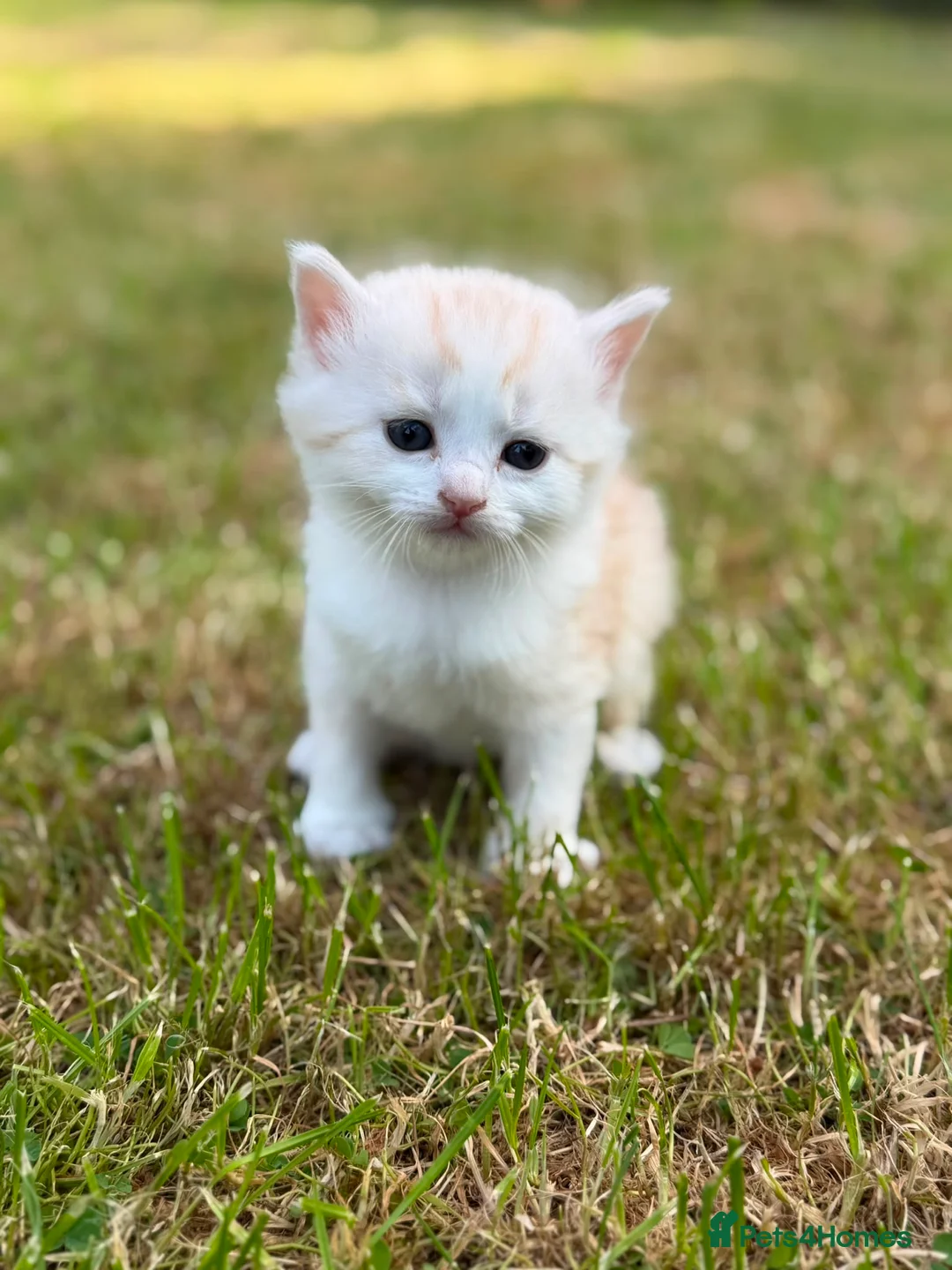 Mixed Breed cats for sale: Beautiful Long-Haired Kittens  - Advert 8