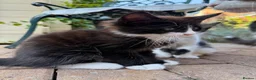Mixed Breed cats for sale: Half Maine Coon Kittens - Beautiful Pair 🐾 - Advert 19