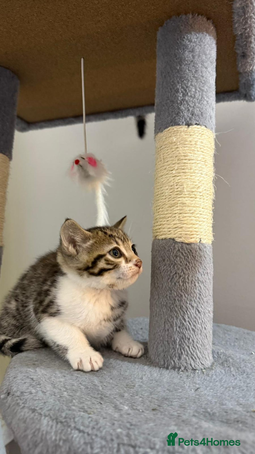 Bengal cats for sale: Bengal Mixed breed - Advert 3