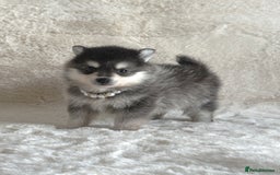 Pomsky dogs for sale: perfect husky markings micro Pomsky puppies  - Image 19