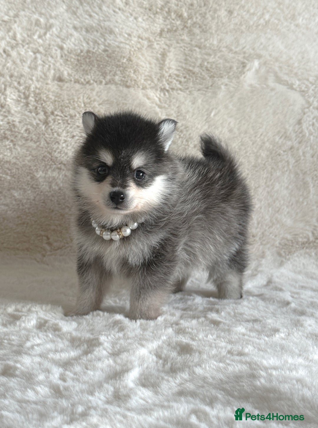 Pomsky dogs for sale: perfect husky markings micro Pomsky puppies  - Image 19