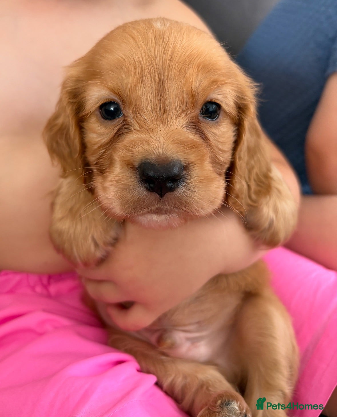 Cocker Spaniel dogs Stunning Working Cocker puppies!! 1 boy left!! - Advert 17