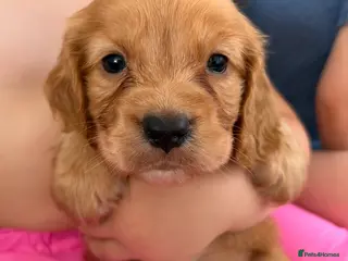 Cocker Spaniel dogs Stunning Working Cocker puppies!! 1 boy left!! - Advert 5