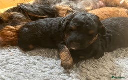 Jackapoo dogs for sale: Adorable (85% Toy Poodle) Jackapoo pups  - Image 6