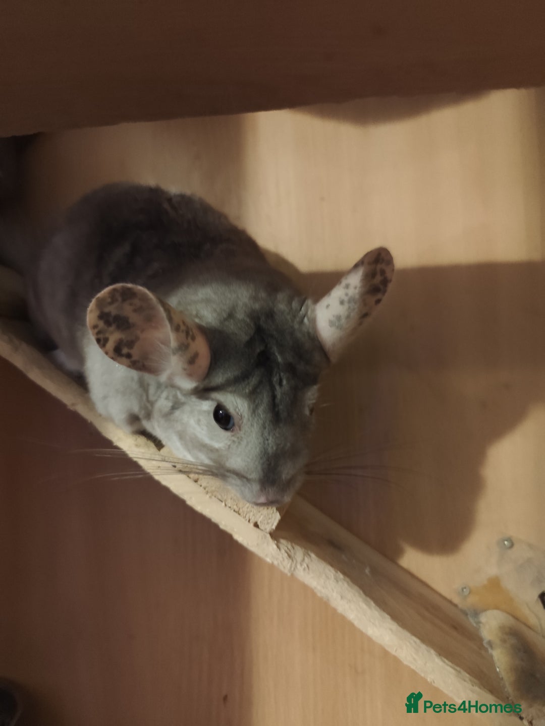 Chinchilla rodents for sale: 3chinchila - Image 5