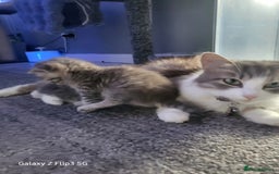 Domestic Shorthair cats for sale: Grey tabbies - Image 4