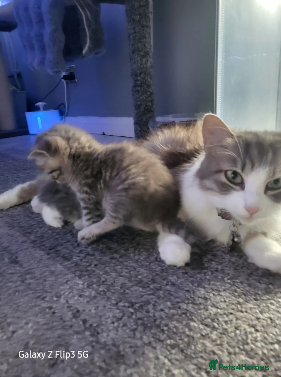 Domestic Shorthair cats for sale: Grey tabbies - Image 4