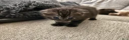 Scottish Fold cats for sale: Ragdoll x Scottish Fold - litter of 4!  - Advert 8