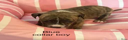 Staffordshire Bull Terrier dogs for sale: Stunning litter of Staffies  - Advert 18