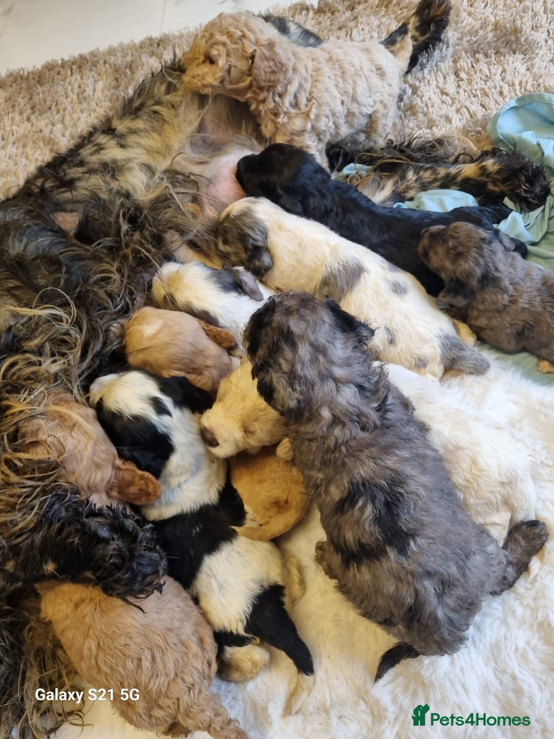 Cockapoo dogs for sale: Cockapoos - Image 7