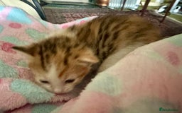 Mixed Breed cats for sale: 2 beautiful kittens for sale - Advert 6