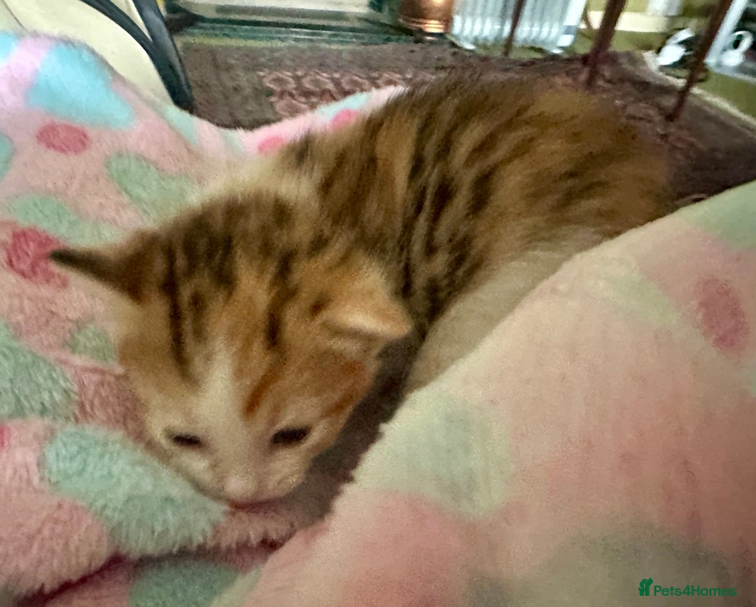 Mixed Breed cats for sale: 2 beautiful kittens for sale - Advert 6