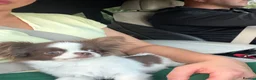 Chihuahua dogs for sale: KC Thai/Russian Long coat Boy  - Advert 8