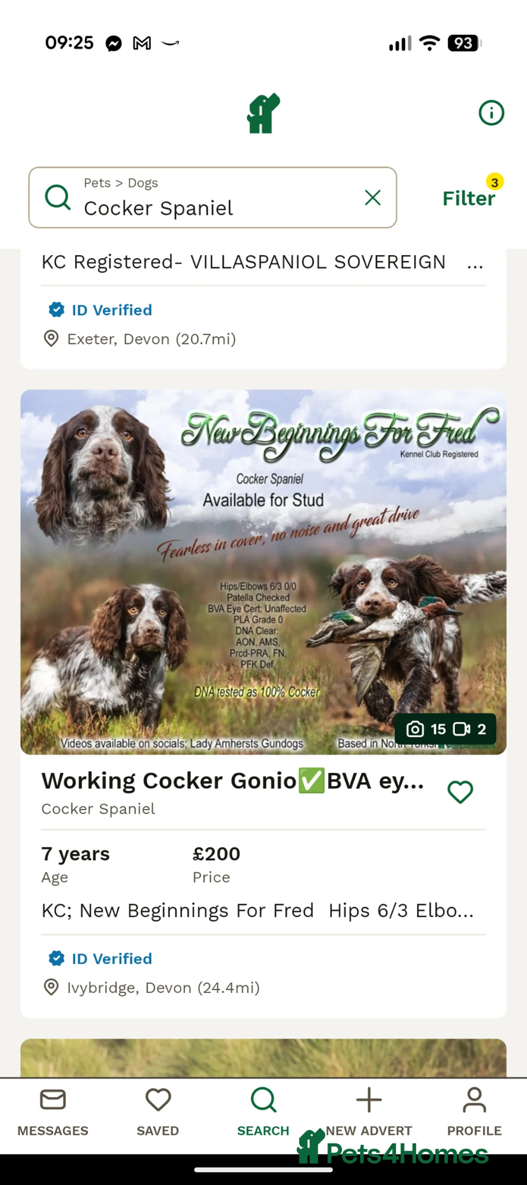 Sprocker dogs for sale: Stunning litter of sprockers  - Advert 21