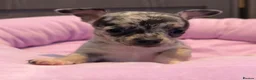 Chihuahua dogs for sale: Full chihuahua puppies  - Advert 9