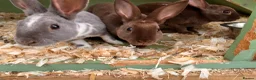 Rex rabbits for sale: 3 beautiful Rex males - Advert 2