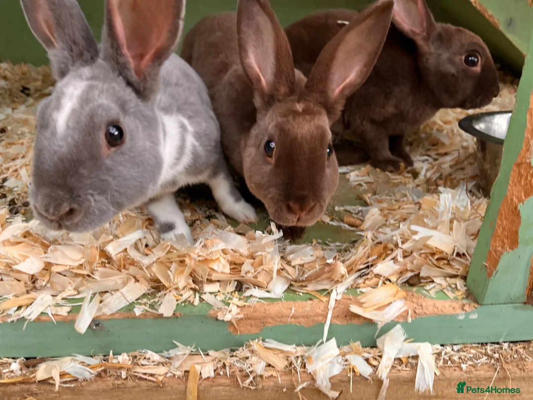 Rex rabbits for sale: 3 beautiful Rex males - Advert 2