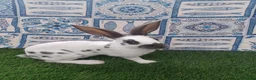 English rabbits for sale: Hand reared baby English rabbits - ready soon! - Advert 6