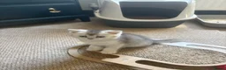 Scottish Fold cats for sale: ❤️SCOTTISH FOLD/STRAIGHTS SILVER CHINCHILLA ❤️ - Advert 10