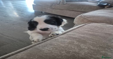 English Springer Spaniel dogs - Advert 8