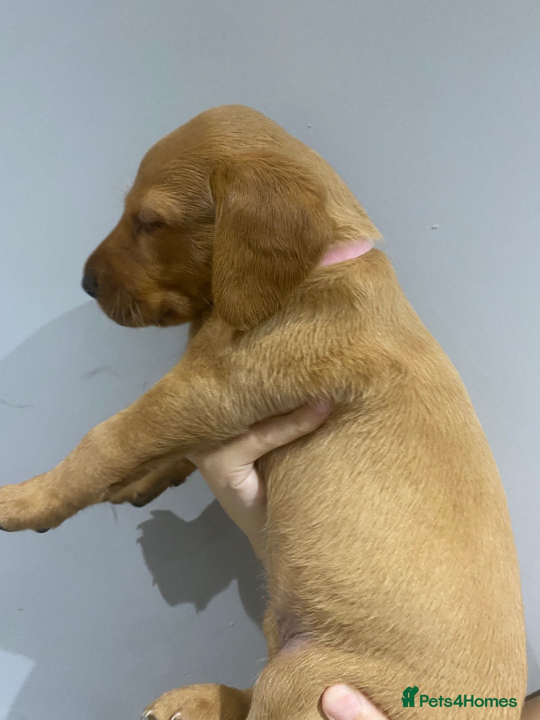 Labrador Retriever dogs for sale: KC Fox Red Labradors  - Image 12