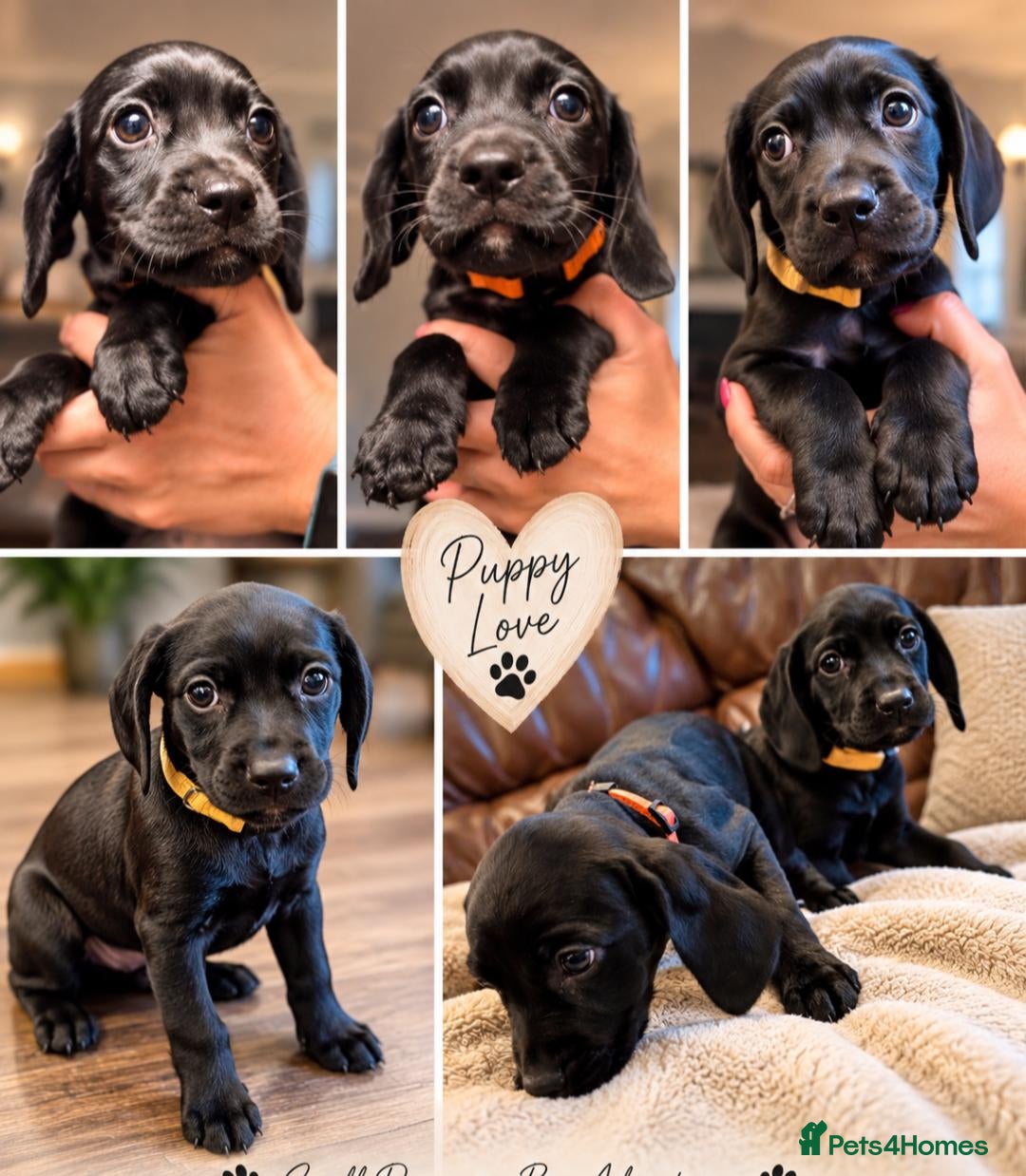 Mixed Breed dogs Cockerdales(cocker/patterdale) READY NOW 2 GIRLS  - Advert 15