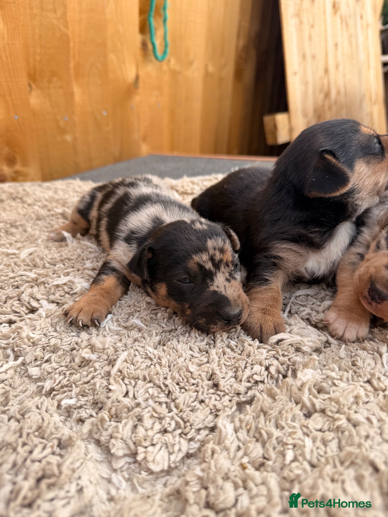 Jackshund dogs Jackshund puppys - Advert 2