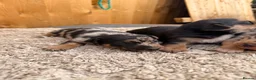 Jackshund dogs for sale: Jackshund puppys in Evesham - Advert 2