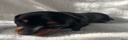 Miniature Dachshund dogs for sale: Bubbles and Oreo  - Advert 6