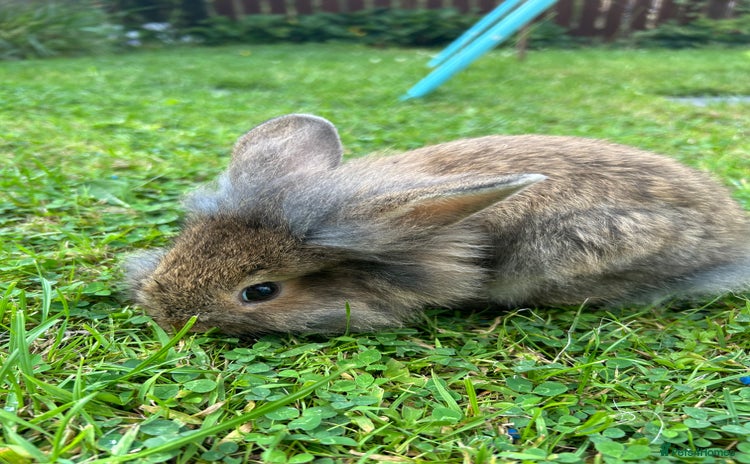 Mixed Breed rabbits - Advert 2
