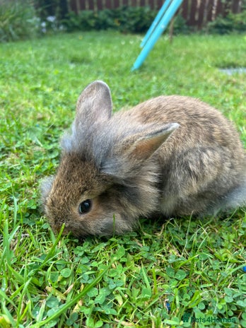 Mixed Breed rabbits - Advert 7