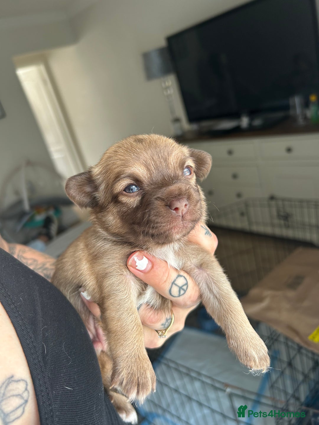 Chihuahua dogs for sale: Chihuahua pups  - Image 5