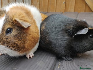 Guinea Pig rodents All Sows rehomed, only Boars now available - Advert 20