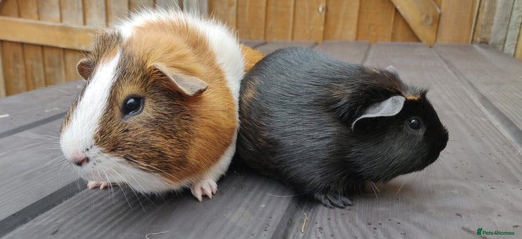 Guinea Pig rodents - Advert 15