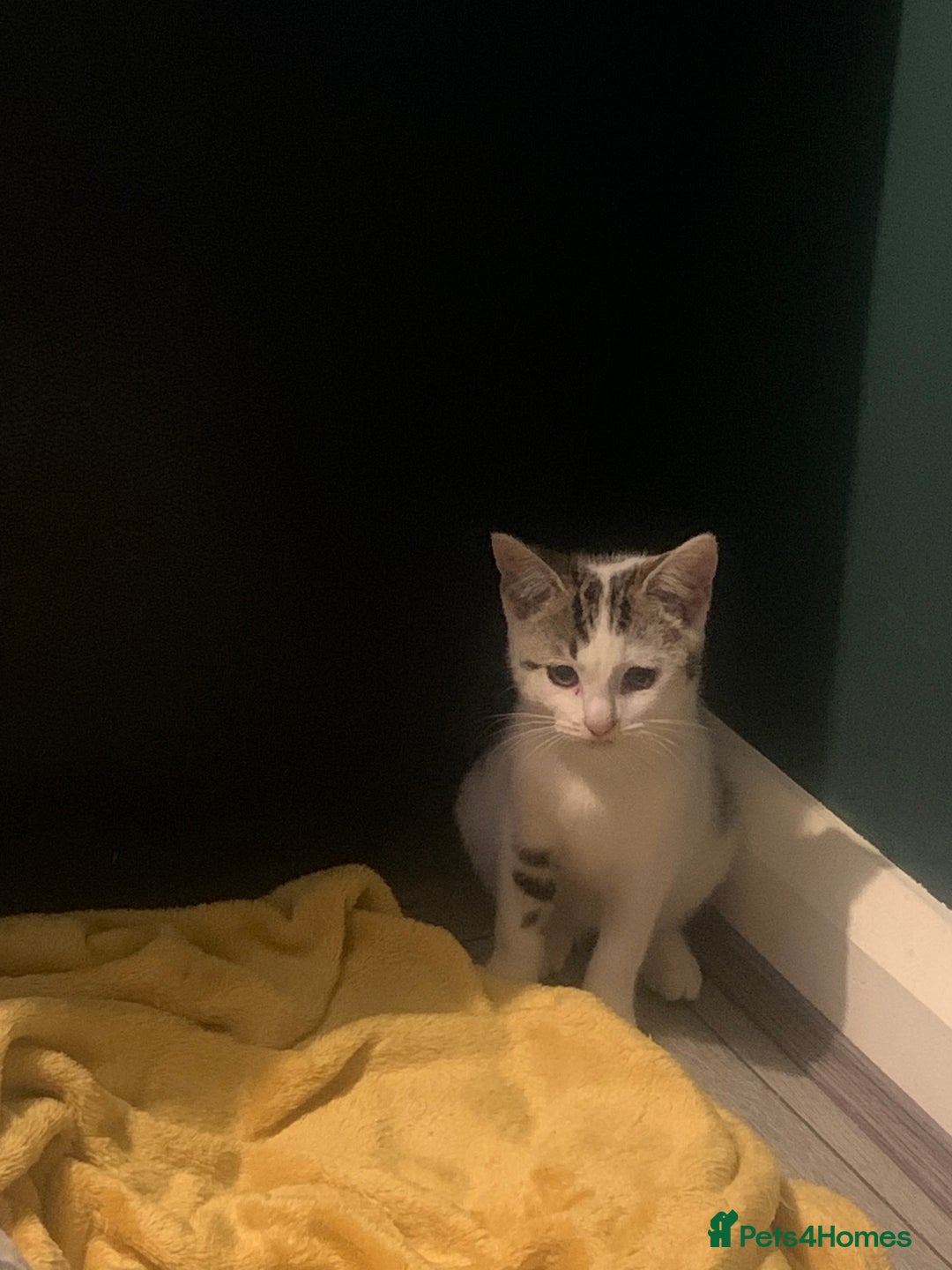 Mixed Breed cats for sale: Beautiful kittens  - Image 14