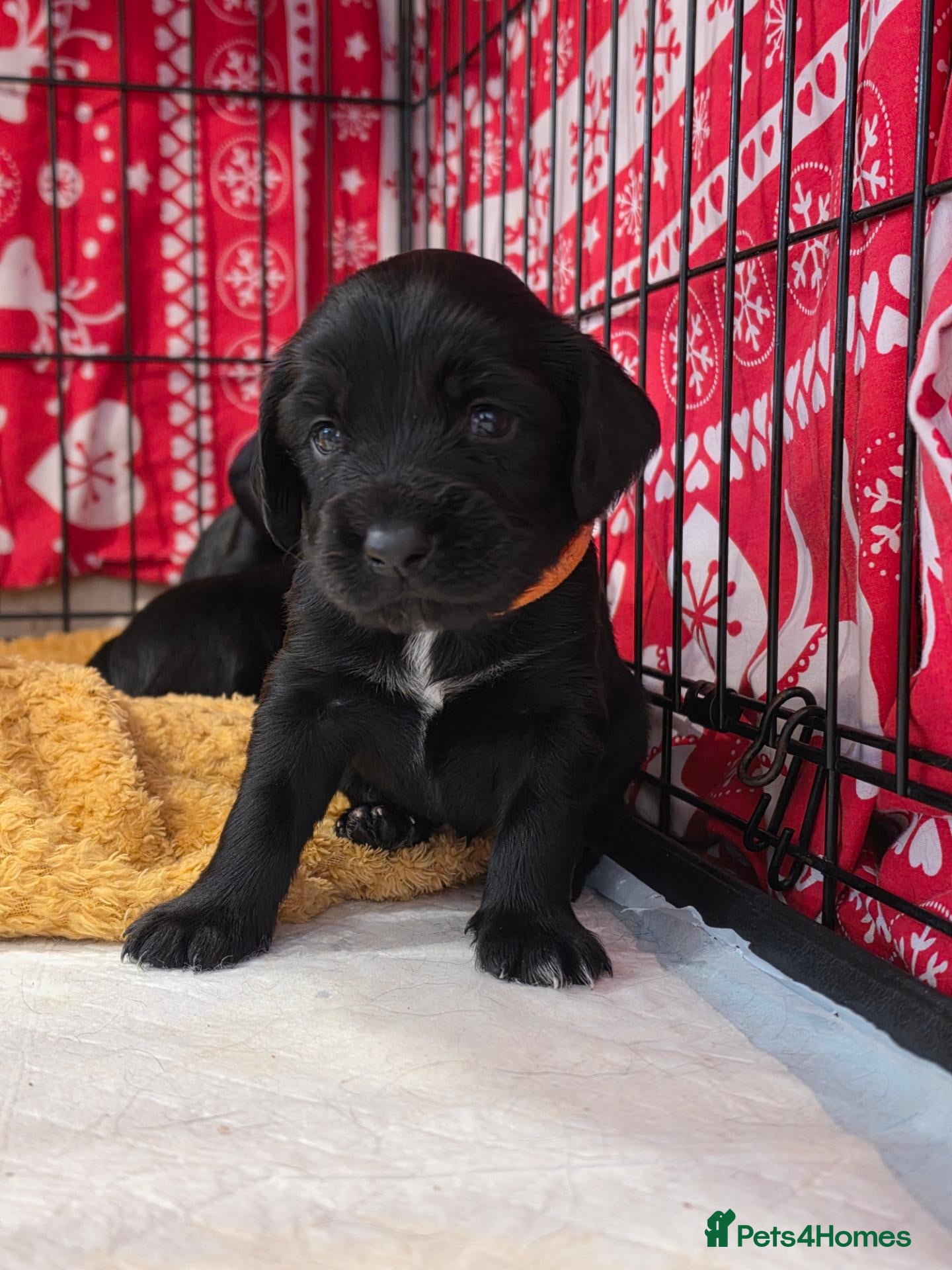 Sprocker dogs GORGEOUS SPROCKER PUPPIES  - Advert 4