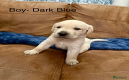 Labrador Retriever dogs for sale: Labrador puppies  - Advert 8