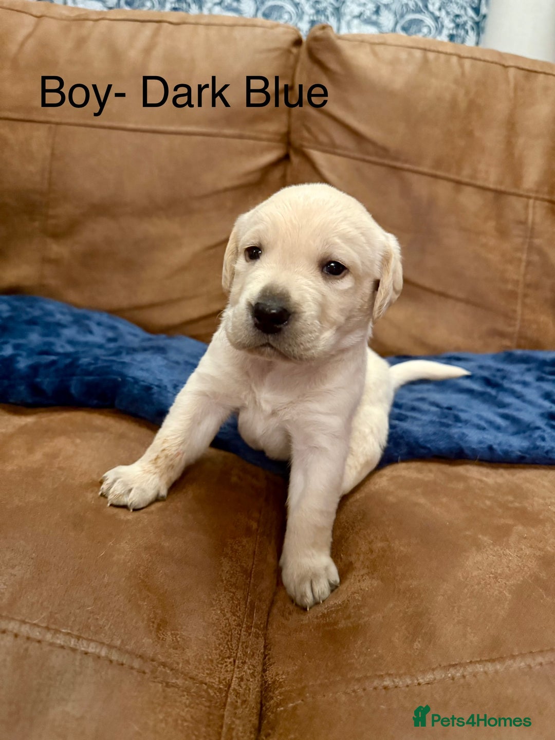 Labrador Retriever dogs for sale: Labrador puppies  - Advert 8