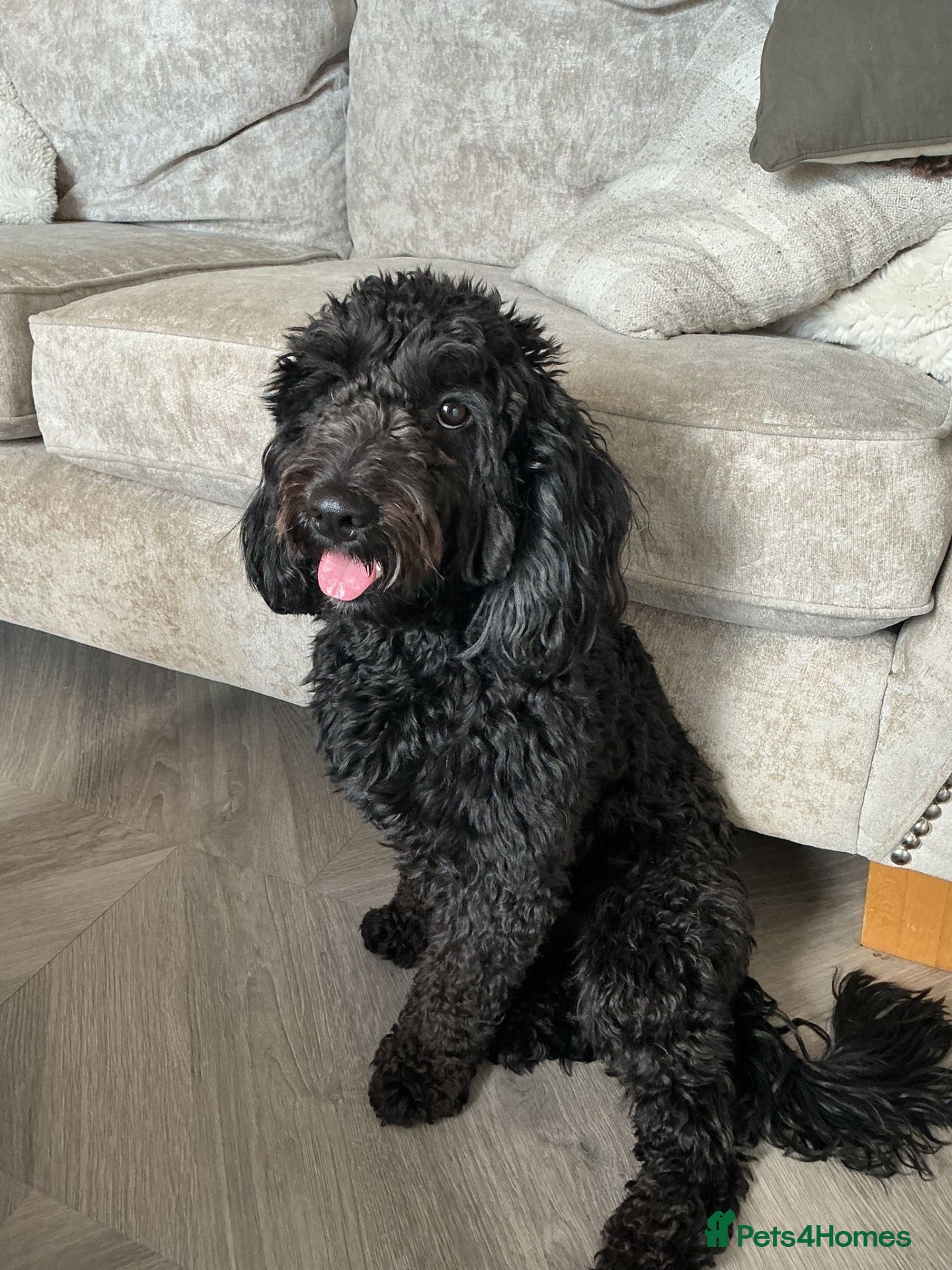 Cockapoo dogs Proven beautiful black cockapoo - Advert 5
