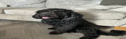 Cockapoo dogs for stud: Proven beautiful black cockapoo - Advert 1