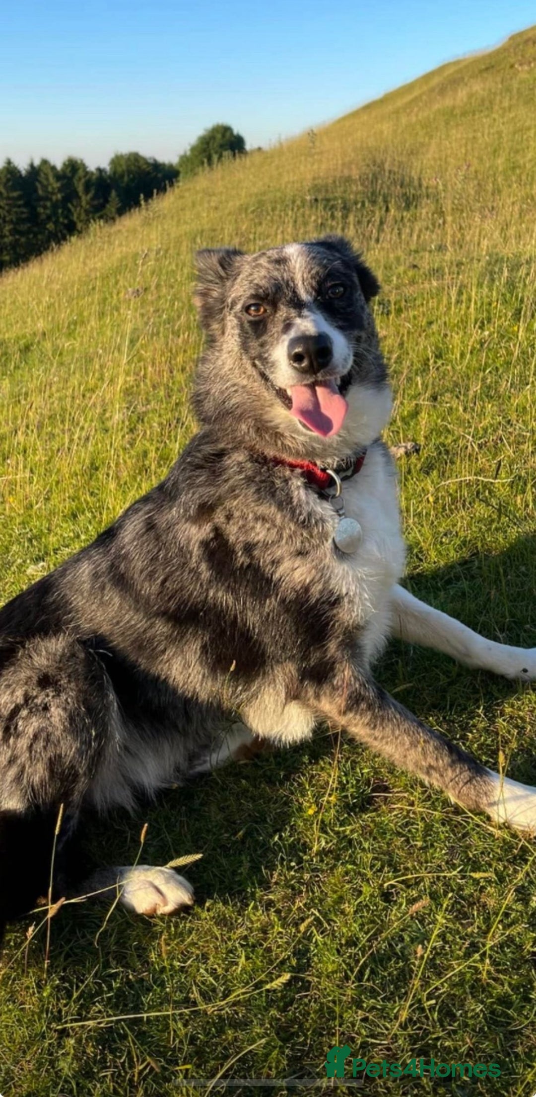 Border Collie dogs for sale: Collie Pups For Sale - Advert 2
