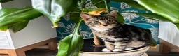 Mixed Breed cats for sale: Gorgeous little boy  in Manchester - Advert 1