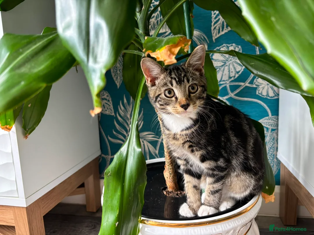 Mixed Breed cats for sale: Gorgeous little boy  in Manchester - Advert 1