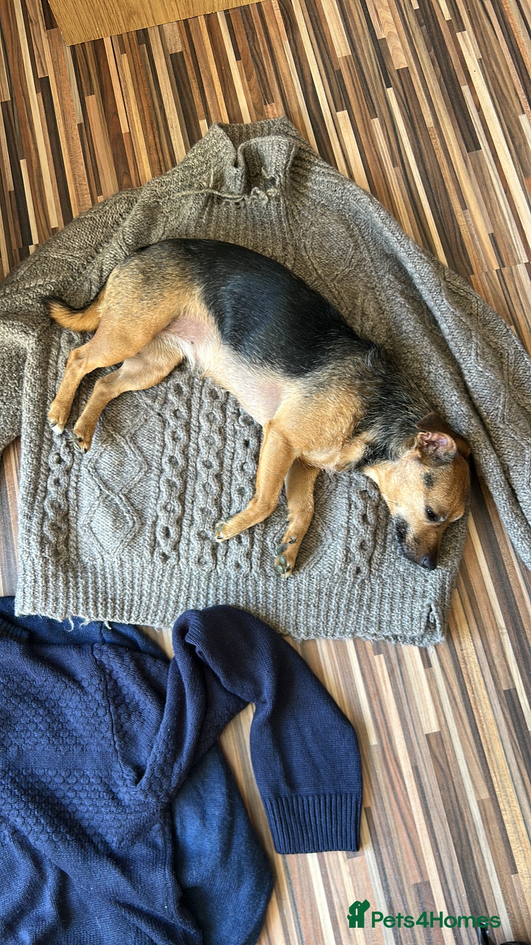 Mixed Breed dogs for sale: Chihuahua x whippet hybrid  - Advert 10