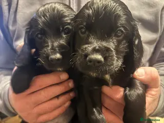 Cocker Spaniel dogs Working cocker spaniel pups for sale - Advert 16