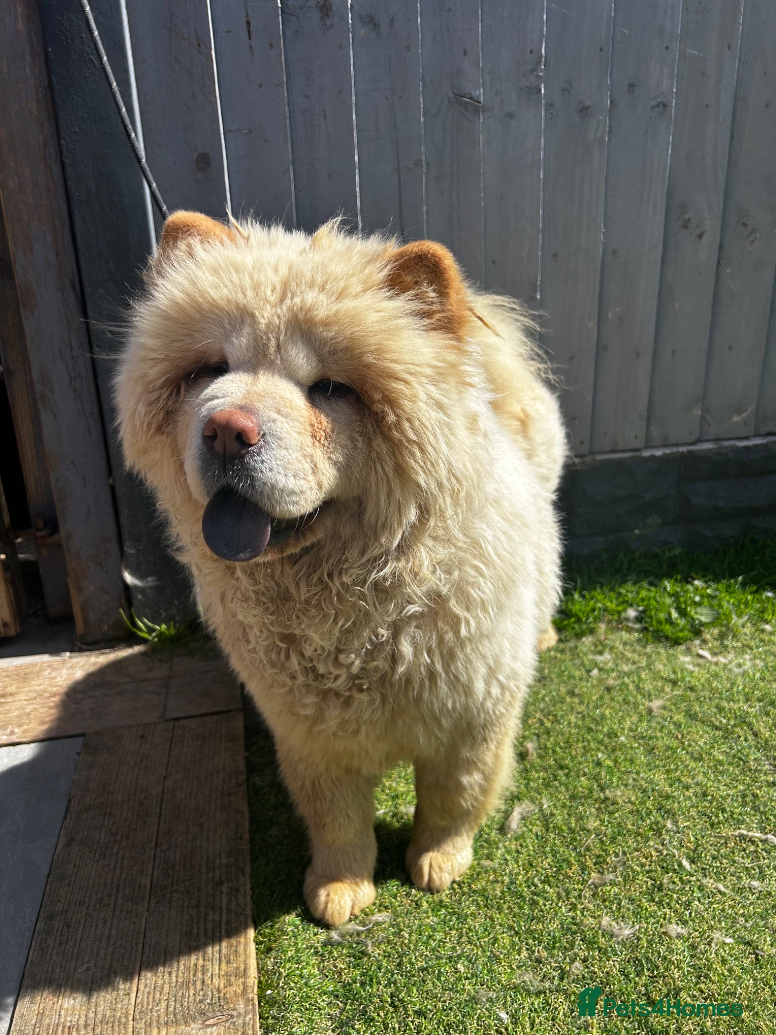 Chow Chow dogs Stunning female chow chow  - Advert 5