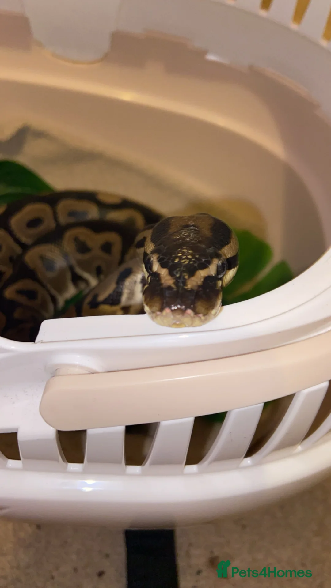 Python Snake reptiles for sale: 2 1/2yo Wild type X (confusion) royal python . - Advert 5