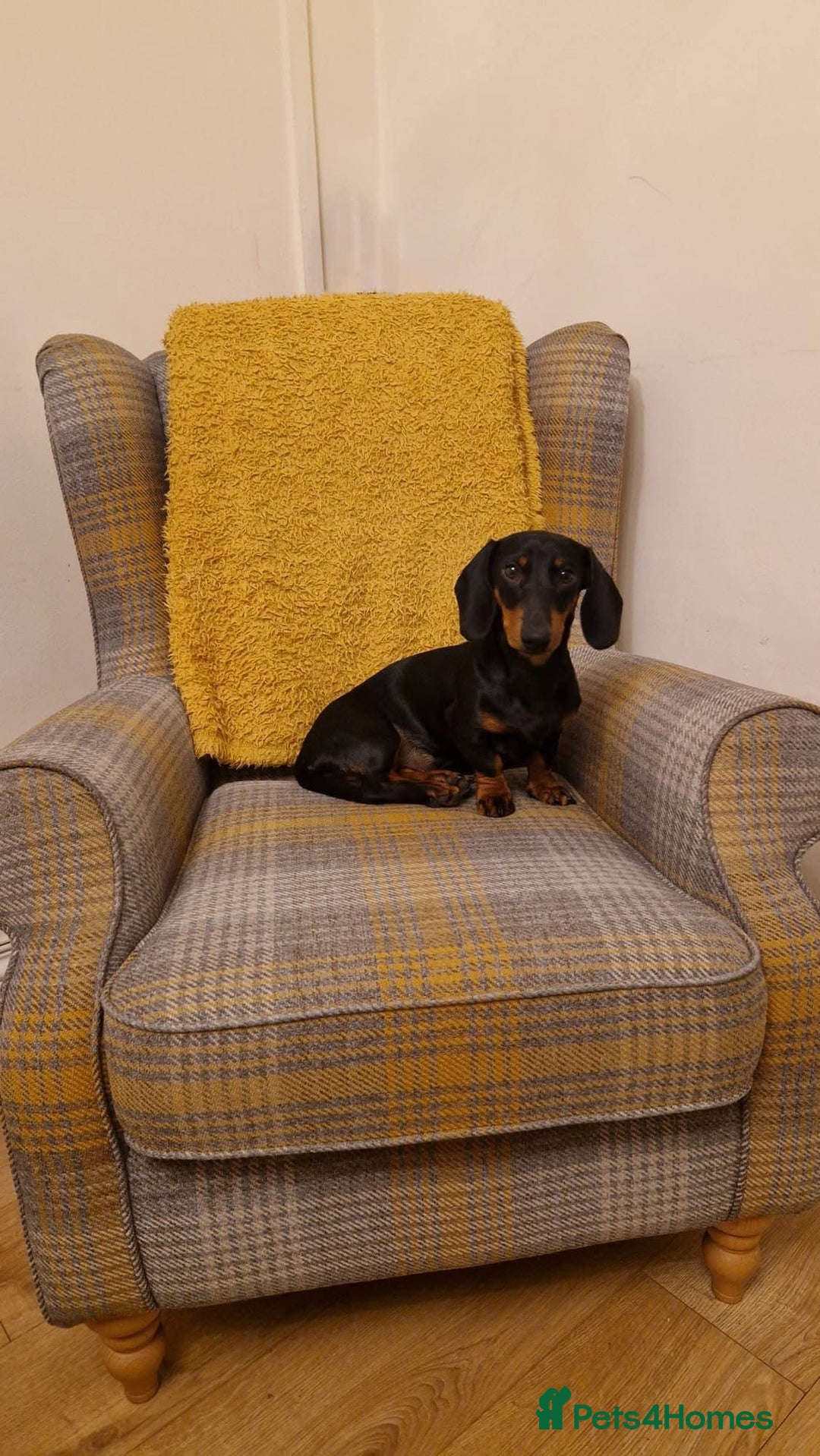 Miniature Dachshund dogs for stud: Miniature Dachshund stud in Pontypridd - Advert 5