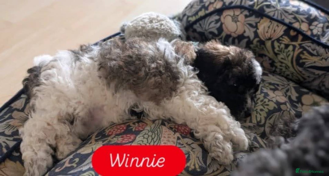 Poochon dogs for sale: Poochon pups stunning Rare colours - Image 26